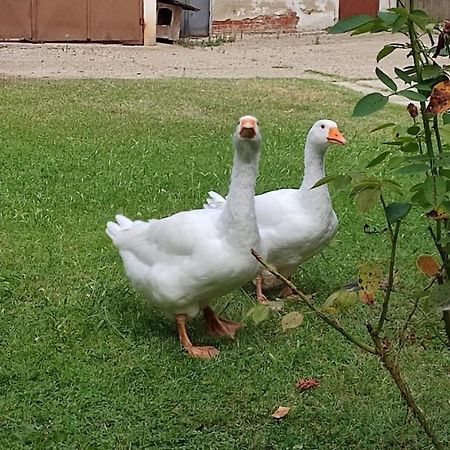 La Valle Incantata Villanova d'Asti Zewnętrze zdjęcie